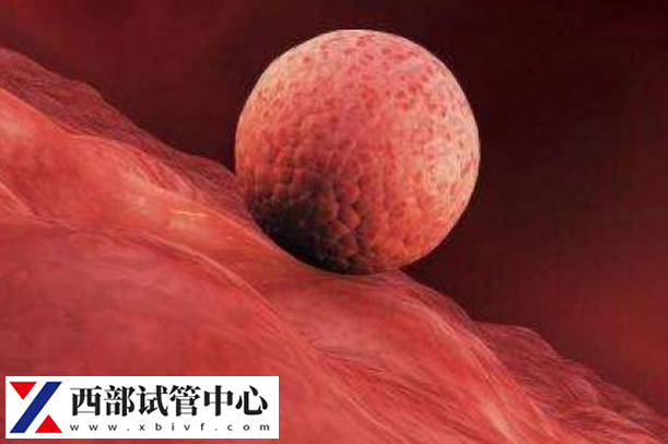 胚胎進(jìn)入子宮后會漂浮一段時(shí)間