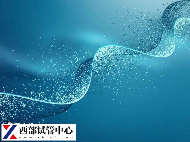 平衡易位三代試管概率大概是在50%-60%左右