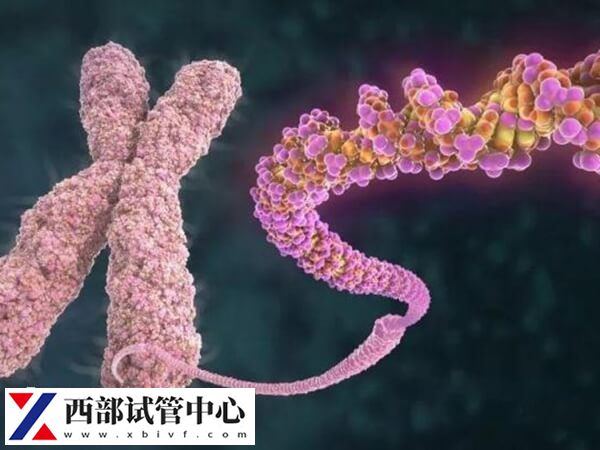 平衡易位發(fā)生無精癥的概率高