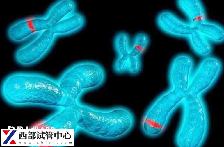 父母染色體易位是容易遺傳給兒子還是遺傳給女兒？